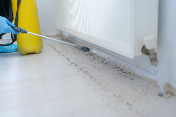 Best Affordable Pest Control Services  in Country Club Hls, IL